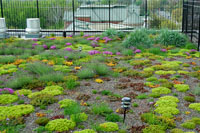 The green roof of a building in a Washington, DC public housing development